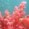 Living Coral er årets farve 2019 fra Pantone