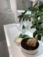 GRØNT: Grønne planter har blitt en naturlig del av inventaret i våre hjem, også på badet.