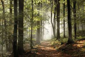 bærekraftig skog