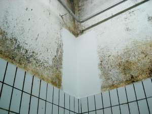 FØR OG ETTER: Malingene brukes innendørs der det er problemer knyttet til mugg og kondens. Når veggen behandles med BioRid vil overflaten holde seg tørr.<br />Foto: Beckers