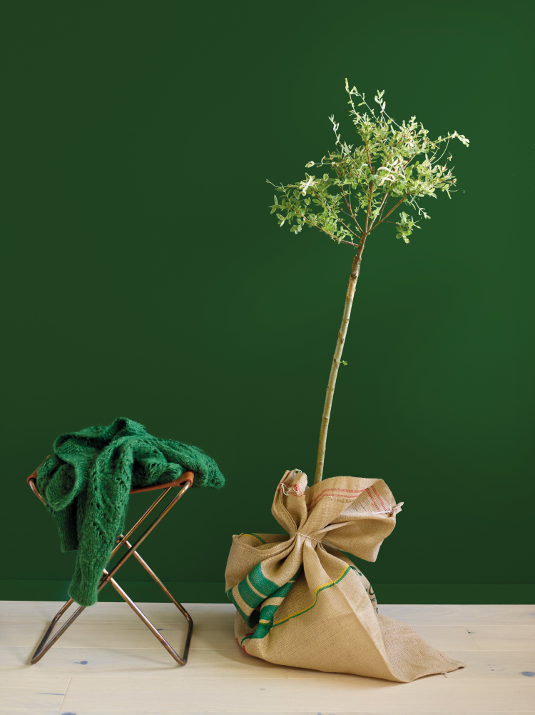 FIOLINFIKEN FR2596 oliventre i sekk L_Foto_Per Erik Jæger_Fargerike.jpg