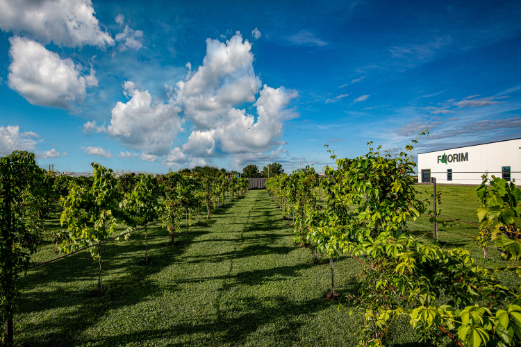 vingård foran en fabrikkbygning