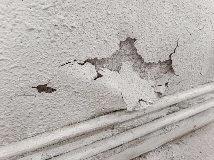 saltroser kjellervegg